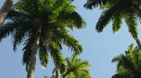 The Top of Palm Trees Stock Footage 33847936