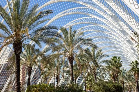 Top of palm trees in the park Foto stock