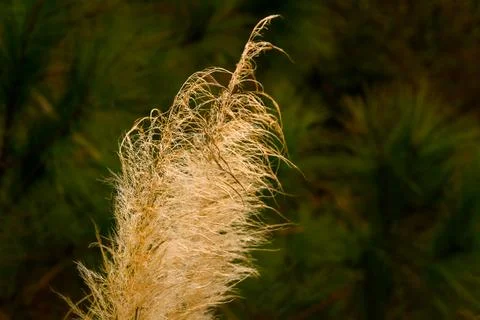 Top of pampas grass 库存照片