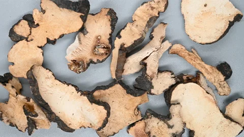 Top pan herb ZhuLing or Polyporus or Agaric Stock Footage 158655550