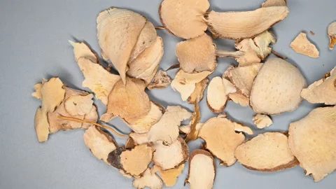 Top pan view herb FenPiXie or Dioscoreae Hypoglaucae Rhizoma or Hypoglaucous Stock Footage 147747318