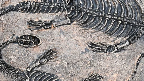 Top pan view two dinosaur skeletons fossil with details Stock Footage 150675493