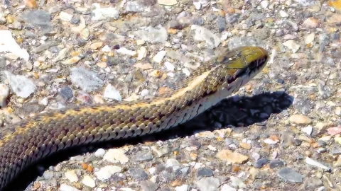 Top panning view of a western terrestrial garter snake Thamnophis elegans Stock Footage 239893300