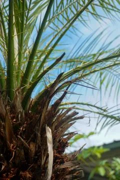 Top part palm tree and blue sky background Stock Photos