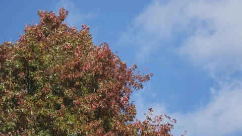 Top part of a tree with leaves turning red in autumn. Stock Footage 218387500