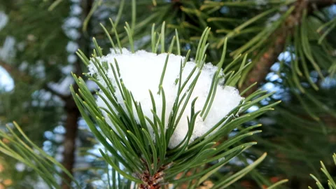 The top of a pine branch in winter Stock Footage 221045359