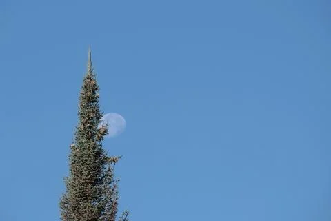 Top of a pine tree with cones next to a visible moon in a clear blue sky duri Stockfoto's