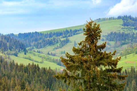 The top of a pine tree is dotted with young cones. Carpathians. Mountain land Stock Photos
