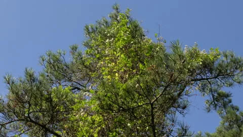 Top of pine tree facing the sky shaken by wind, 4K, DNxHR 스톡 동영상 152974232