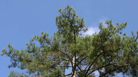 Top of pine tree facing the sky with clouds passing by, 4K, DNxHR Video stock 152975138