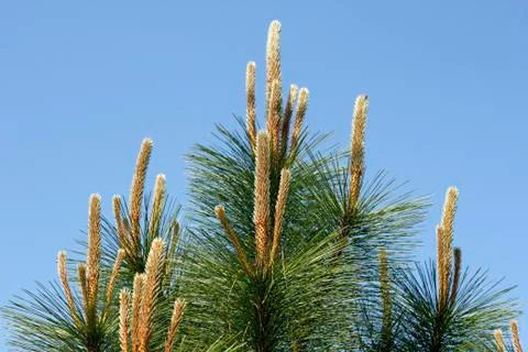 Top of a pine tree Stock Photos