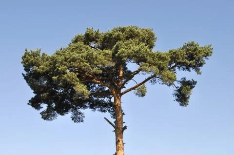 Top of a pine tree Stock Photos
