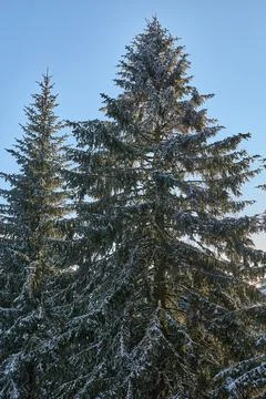 Top of the pine tree Stock Photos