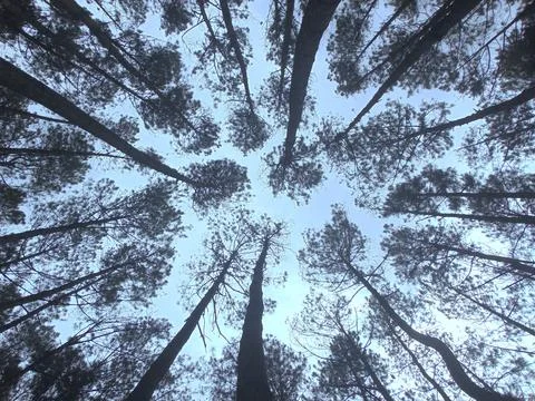 Top of a pine tree Stock Photos
