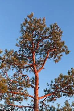 Top of pine tree. Foto stock