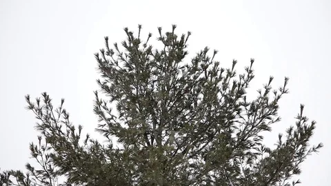 Top of a pine tree snowing close up Stock Footage 127433823