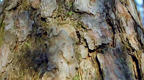 The top of a pine tree. Tree trunk close-up. Stock Footage 60236694