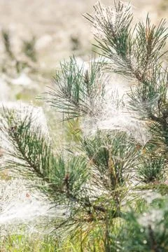 Top of a pine tree which has spiderweb between the needles Stock Photos
