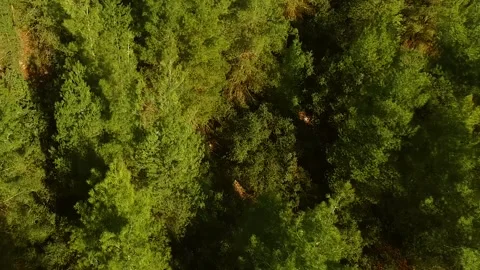 Top of the Pine Trees Aerial Shot Stock Footage 146173640