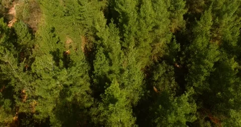 Top of the Pine Trees Aerial View Stock Footage 146131135