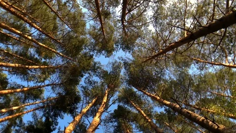 Top of the pine trees and blue sky view, camera rotating Video stock 114012782