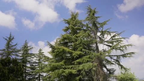 Top of pine trees and cloudy sky Stock Footage 238774235