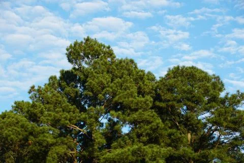 The top pine trees with the background of the blue sky Stock Photos