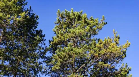 Top Of Pine Trees On Blue Sky Stock Photos