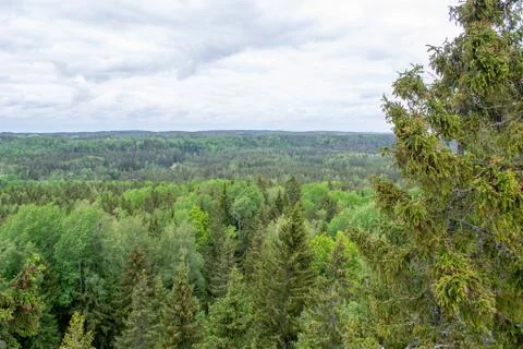 Top of pine trees. forest top view. Scenic landscape Stock Photos