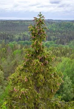 Top of pine trees. forest top view. Scenic landscape. Pine with brown cones Stock Photos