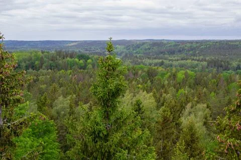 Top of pine trees. forest top view. Scenic landscape Stock Photos