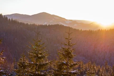 Top of pine trees in winter forest at sunset. Stock Photos