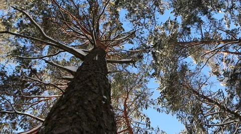 The top of the pine winter. Video stock 60238104