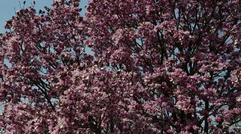 Top of pink spring tree Stock Footage 22768679