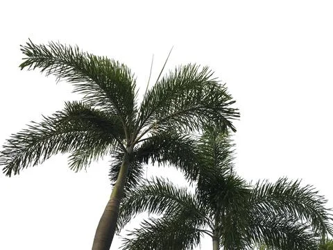 Top of  plam tree and leaf with white backgrond Stock Photos