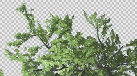Top of Plitvice Maple Tree Cut of Chroma Key Tree on Alfa Channel Swaying Stock Footage 56475179