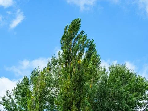 The top of the poplar bends in the wind Stock Photos