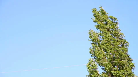 The top of a poplar Stock Footage 40493928