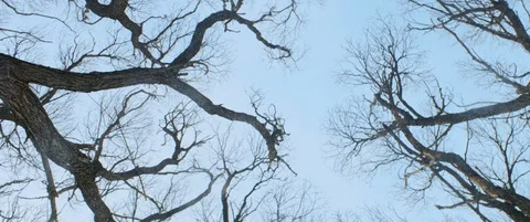 Top POV view of bare branches of deciduous trees. Winter forest or park Stock Footage 120302648