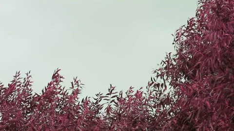 Top of red trees with clear blue sky with clouds. Copy space Stock Footage 136561389