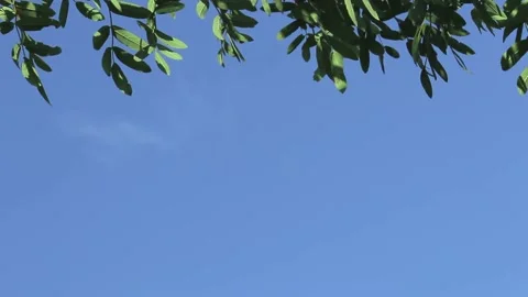 Top of red trees with clear blue sky with clouds. Copy space Stock Footage 136561498