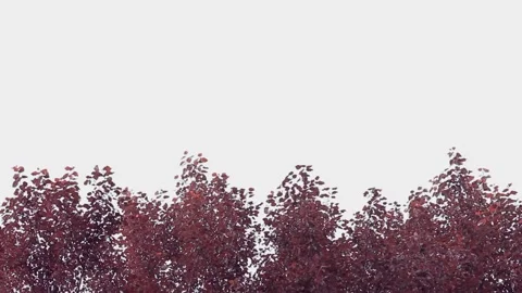 Top of red trees with clear blue sky with clouds. Copy space Stock-Footage 137971265