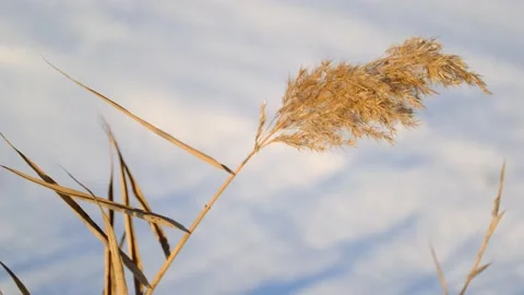 The top of the reed sways in the wind against the backdrop of snow. Close up   Stock Footage 163601130