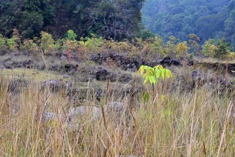 Top of river Levees covered in green grasses and boulders Stock Photos