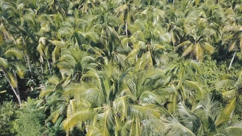 Top of the Road Coconut Palm Forest viewpoint on Siargao Island, Philippines Stock Footage 124929504