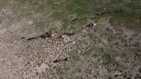 Top rotating aerial view of group of wild horses galloping in Utah Stock Footage 276422506