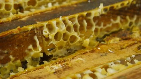 Top of section in bee hive full of honey Stock Photos
