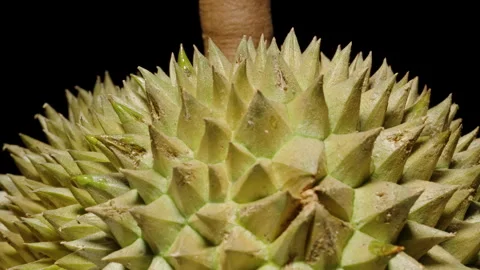 Top Section of Durian Rotating with Emphasis on Stem and Sharp Spikes Captured Video stock 311887568