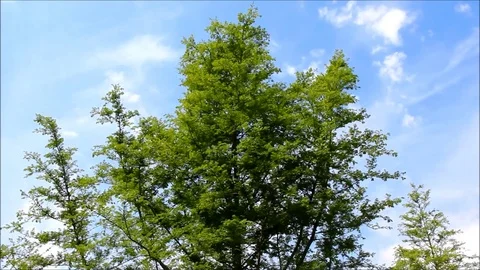 The top of a Sequoia tree Stock Footage 77861233