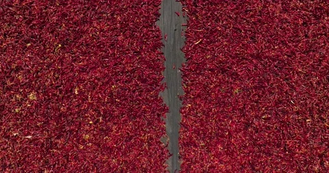 Top shot of Carpets of Red Hot Chili Peppers drying in the sun Video stock 222702384